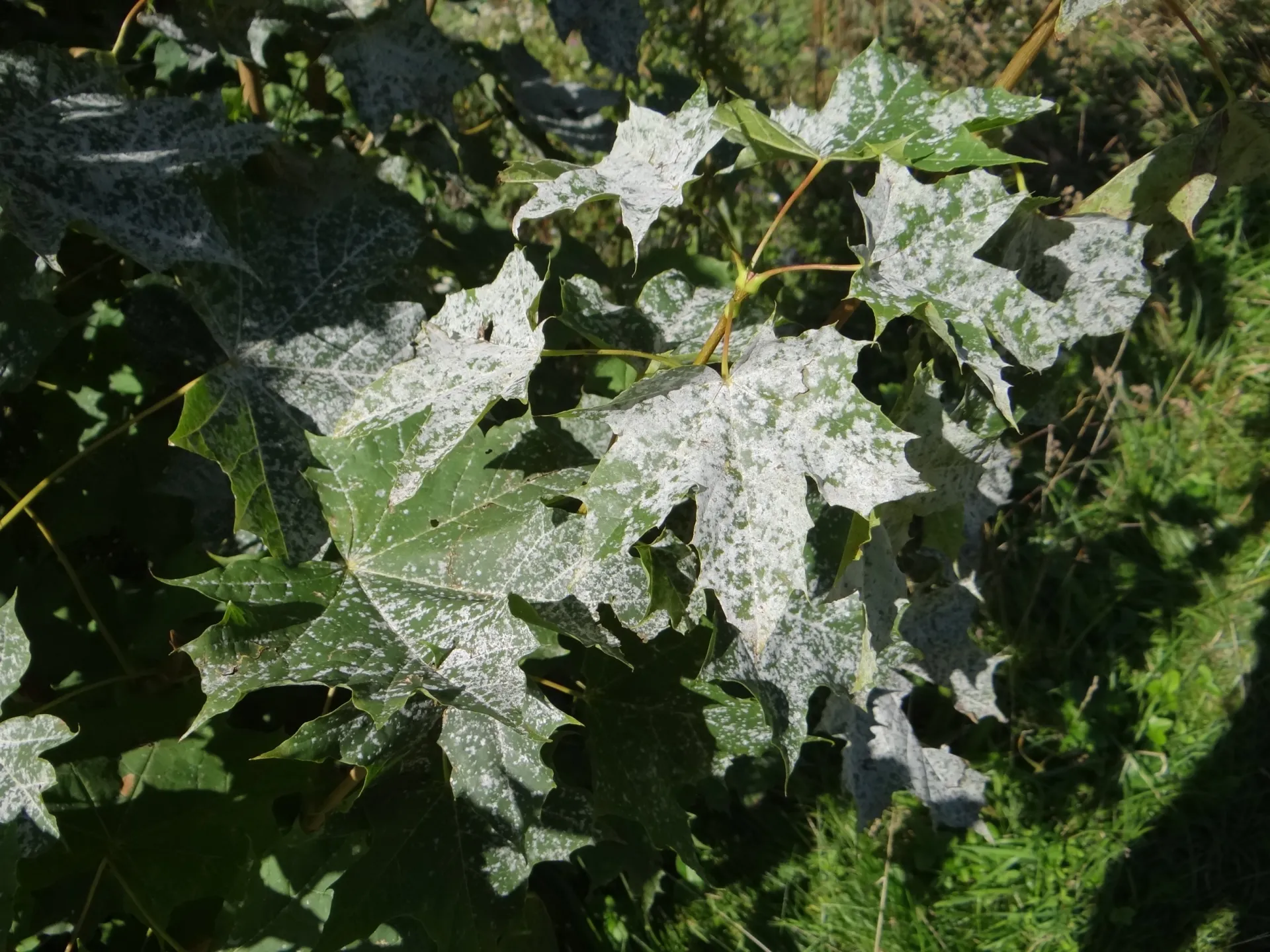 powdery mildew