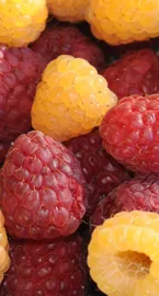 Red and Gold Raspberries - Courtesy UCANR.jpg