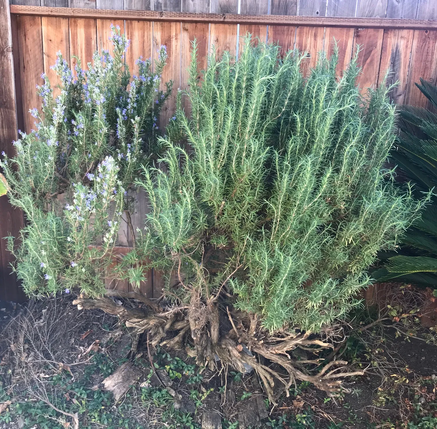 bushy rosemary plant