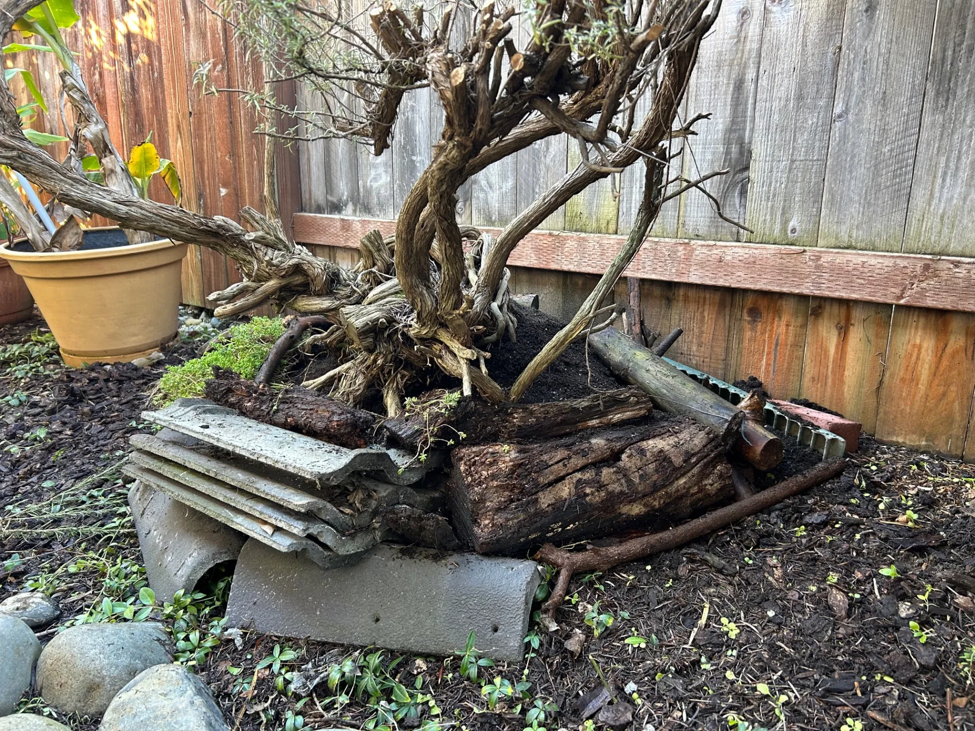 limbed up rosemary plant showing stems