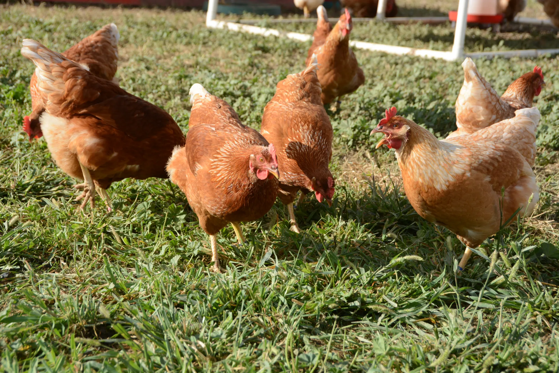 Brown chickens peck at bugs in the grass at UC Davis School of Veterinary Medicine.