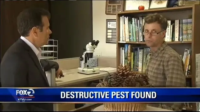 Fox 2 KTVU reporter sits across from Steven, who looks at the camera. Text below him reads: Destructive pest found.