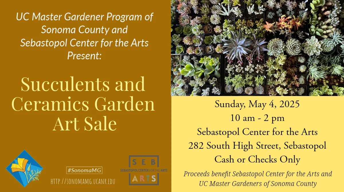 Succulent and ceramics garden art sale may 2025