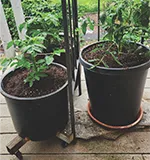 Tomatoes in Containers