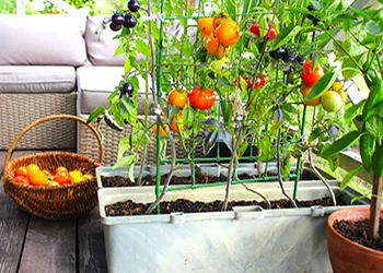 Trellis larger container tomatoes- Courtesy Shutterstock_350_250px.jpg