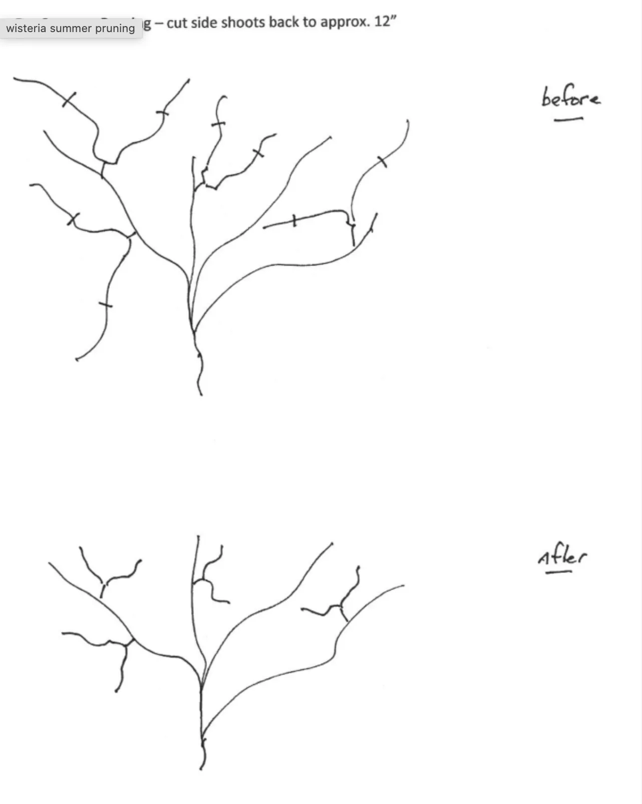 Summer pruning wisteria