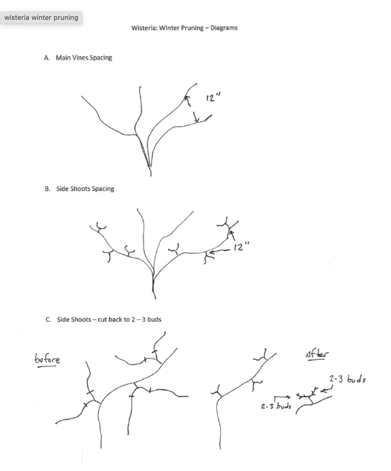 Winter pruning Wisteria