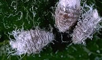 Woolly Apple Aphid-UC-IPM-I-HO-ELAN-AD.001b_350w.jpg