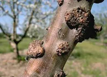 Woolly Apple Aphid-UC-IPM-I-HO-ELAN-CD.003a_350_250px.jpg