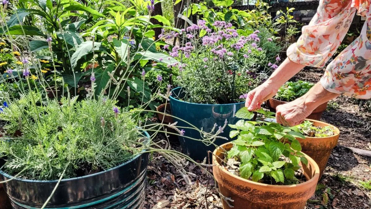 Container gardening banner photo