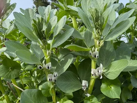 flowering fava bean plants