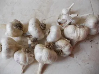 garlic