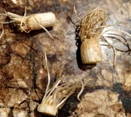 green onions cut close to their roots