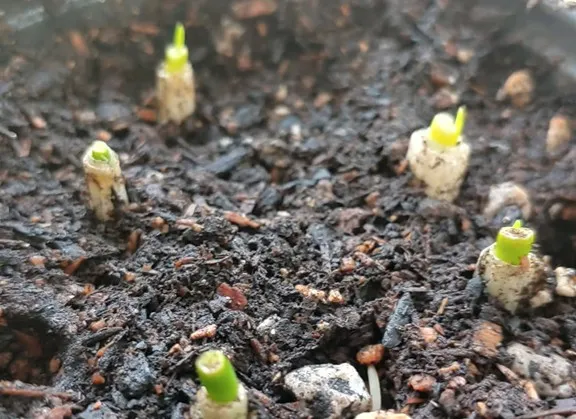 tiny sprouts coming out of green onion scraps