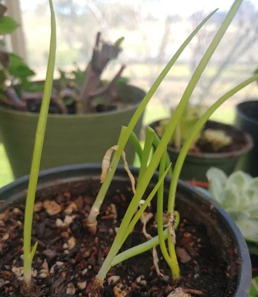 longer leaves of the green onion appear after 2 months