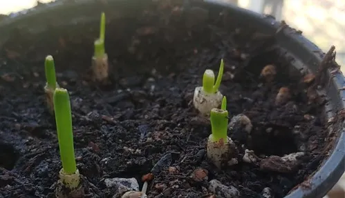 taller leaves coming out of onion scraps