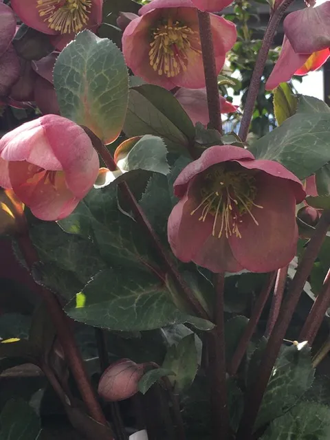 dusky purple hellebore flowers droop down from their stems