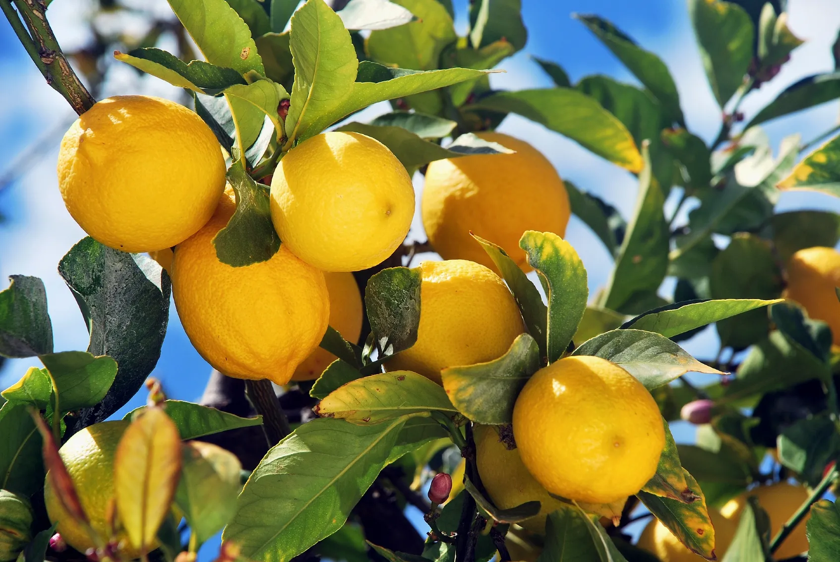 Lemon tree
