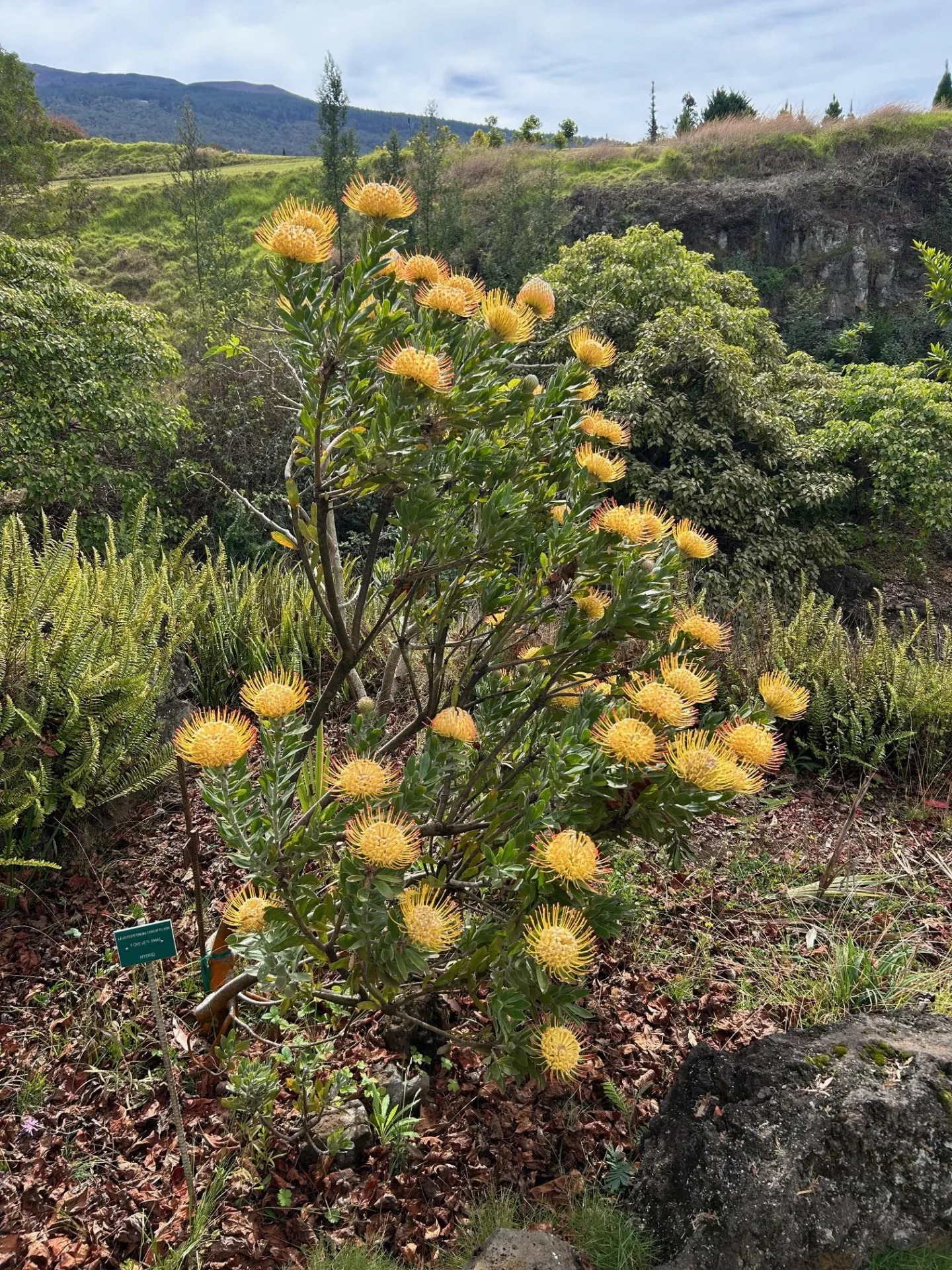 yellow flowered leucospermum plant