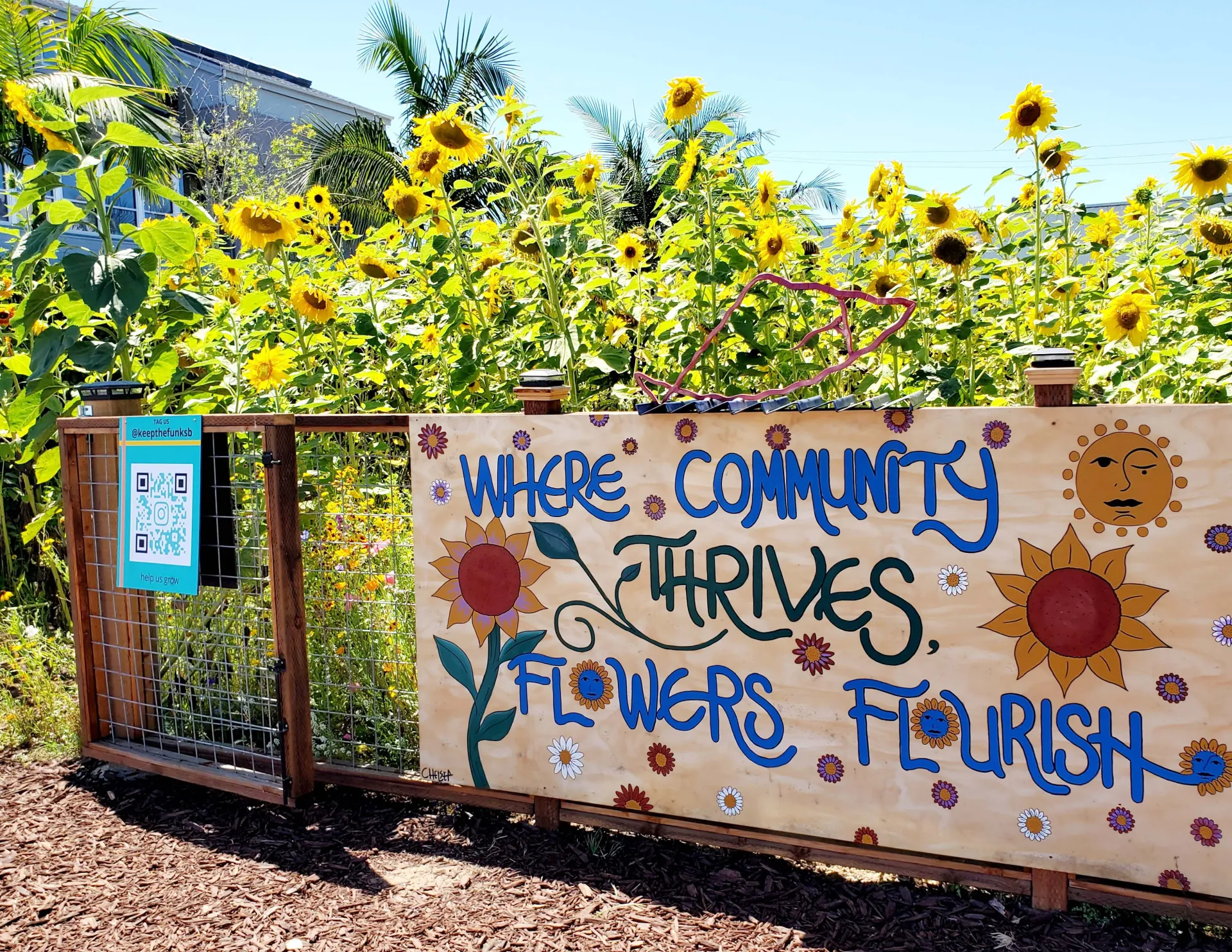 A garden of sunflowers