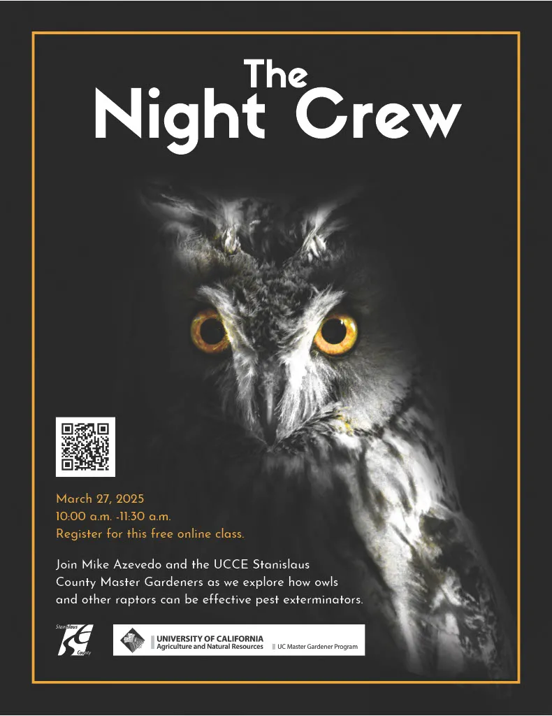 Flyer owl