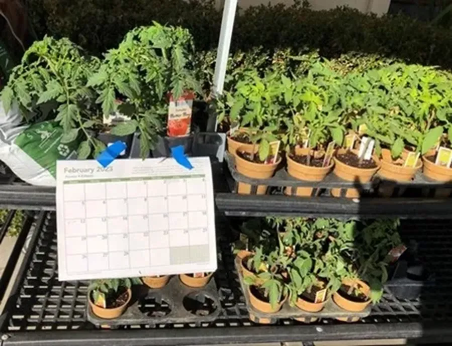 Garden calendar and seedlings Courtesy T. Lippert