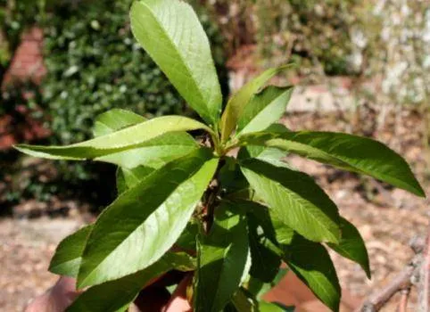 Peach leaf curl no damage