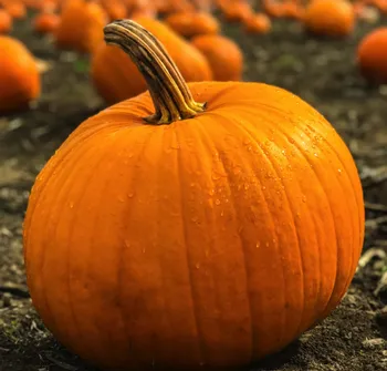 pumpkin