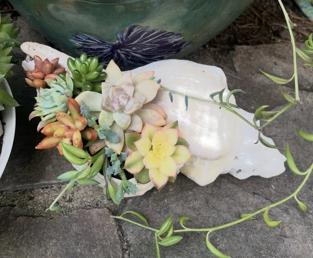 succulents planted in a giant horse conch shell