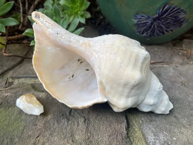 empty horse conch shell