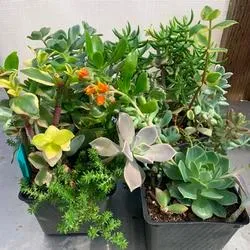 yellow and orange flowering succulents in a box
