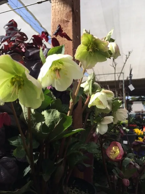 white hellebore flowers dangle from their stems