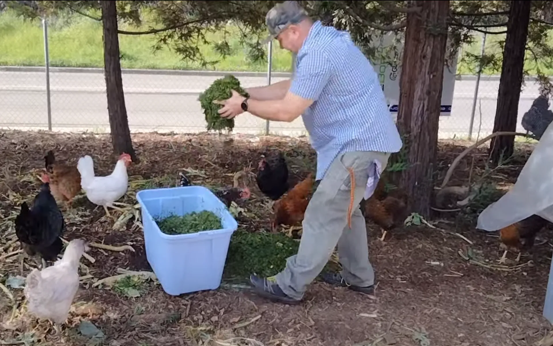 Farmer placing agricultural cuttings on a pile with chickens watching
