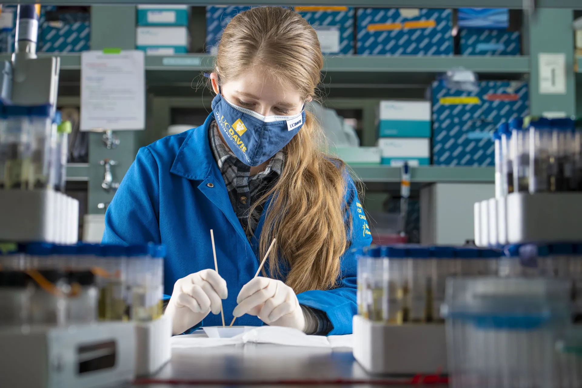 Researcher prepares scat sample for DNA extraction in the mammalian Ecology and Conservation Unit of the UC Davis Veterinary Genetics Laboratory