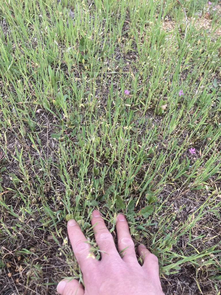 Small weeds in bloom