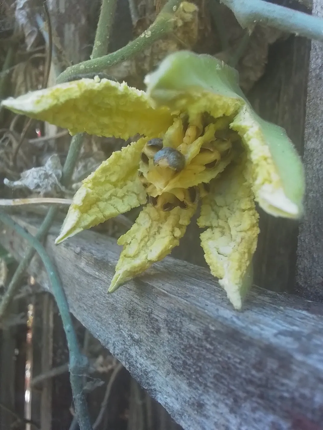 pipevine fruit split open to reveal fluffy yellow inside