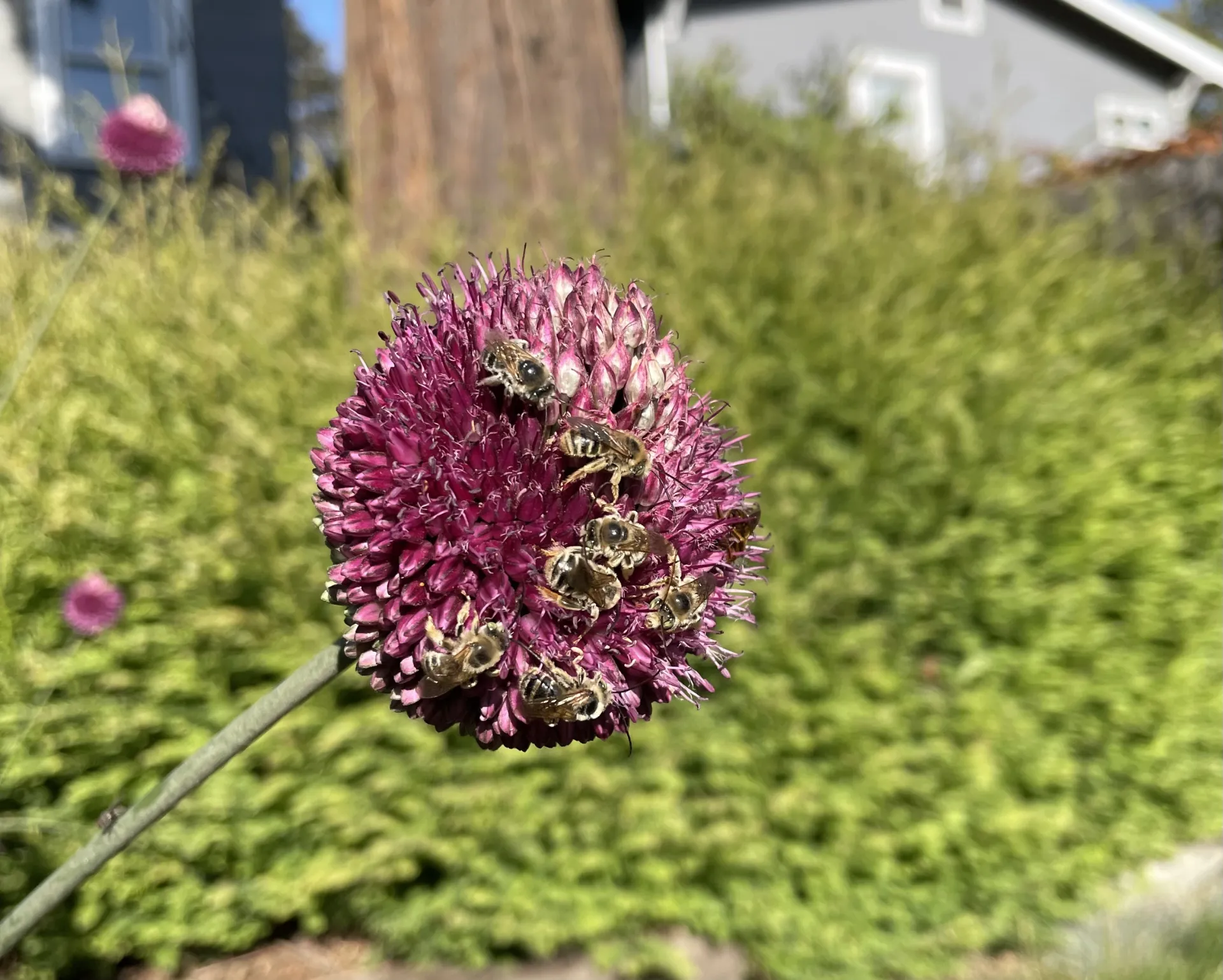 Several bees covering a drumstick allium bloom
