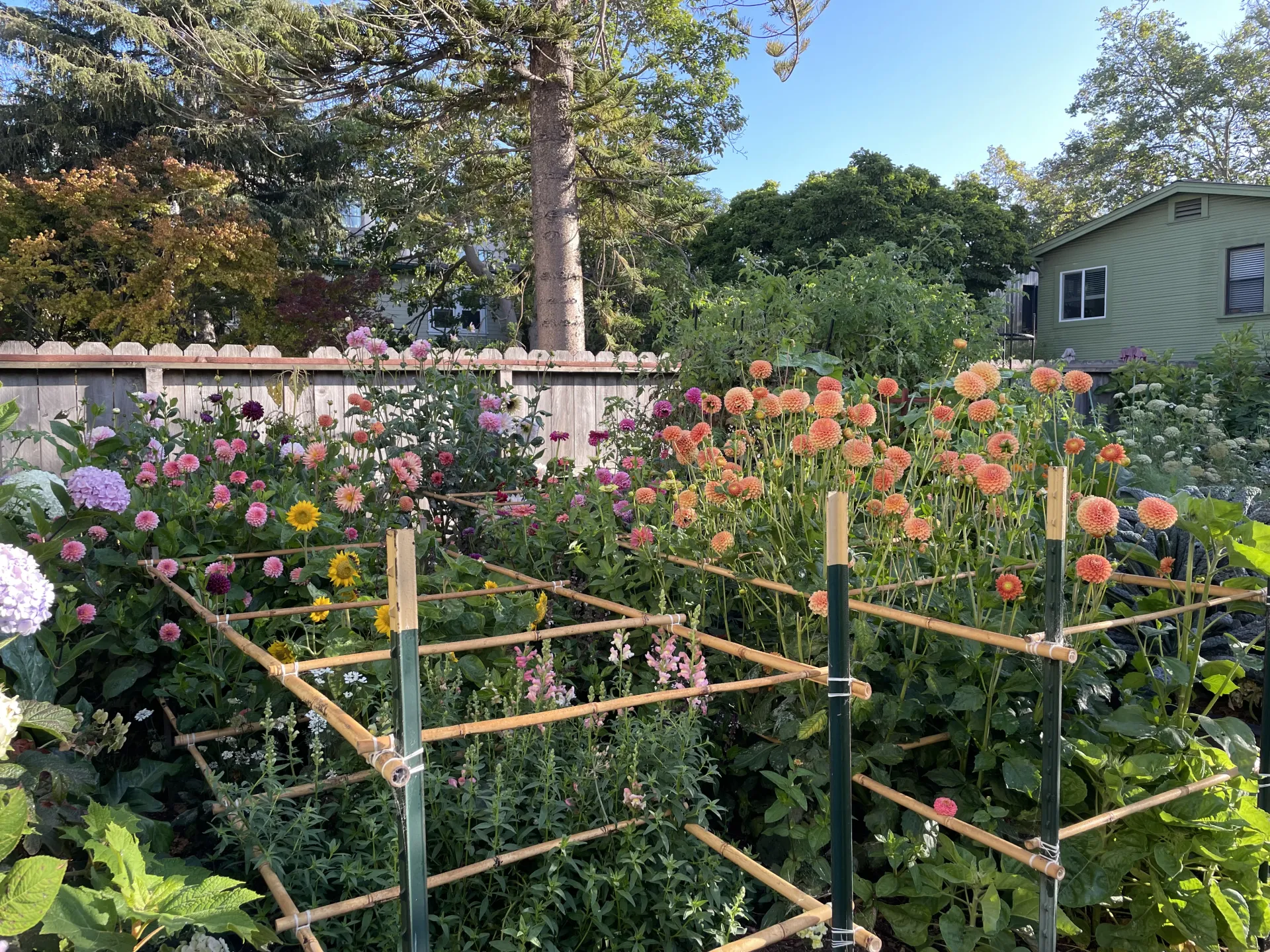 A summer-blooming bulb garden with dozens of tall blooms staked in flower beds