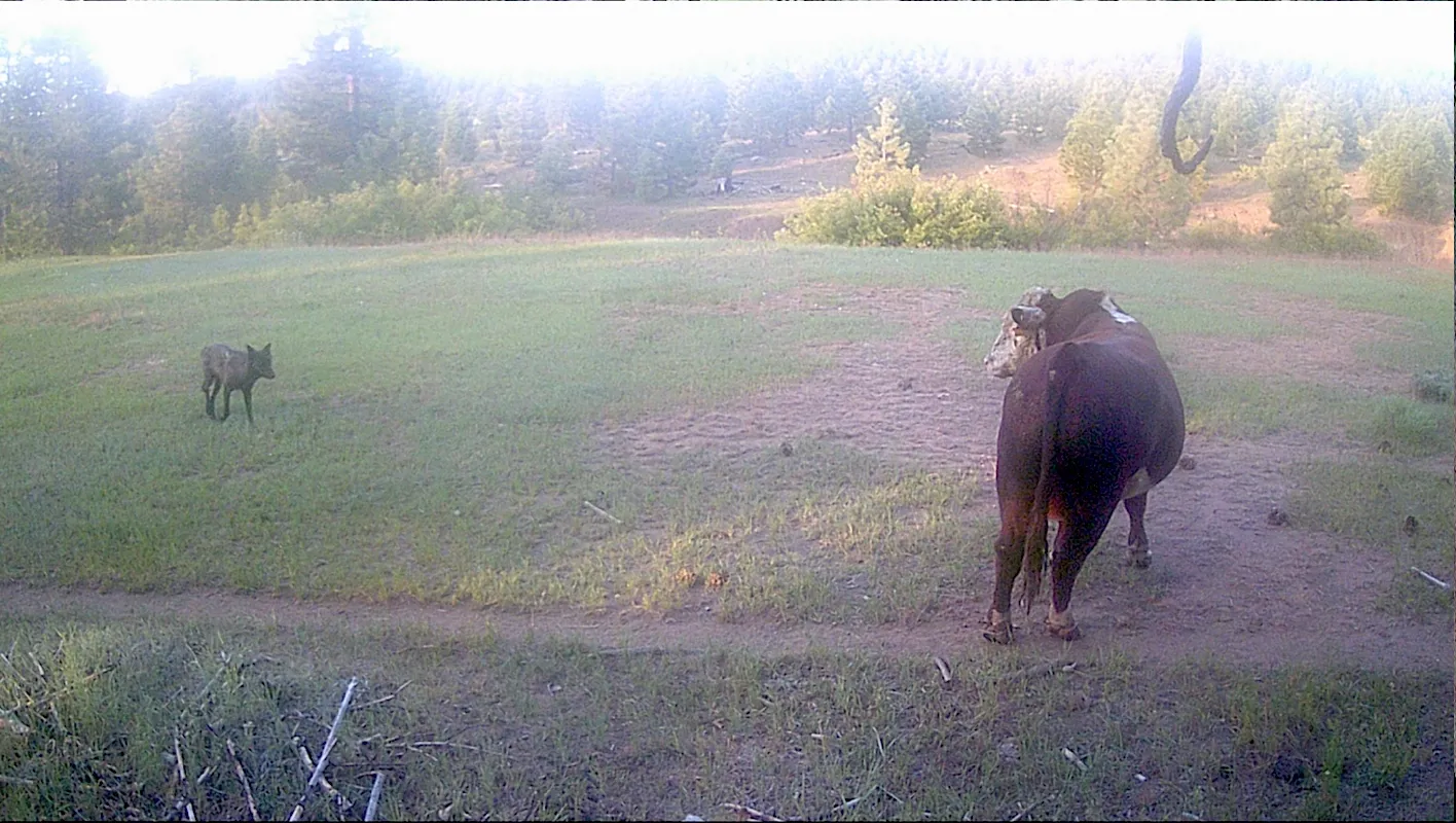 Gray wolf captured on a game camera approaching a bull in June of 2023