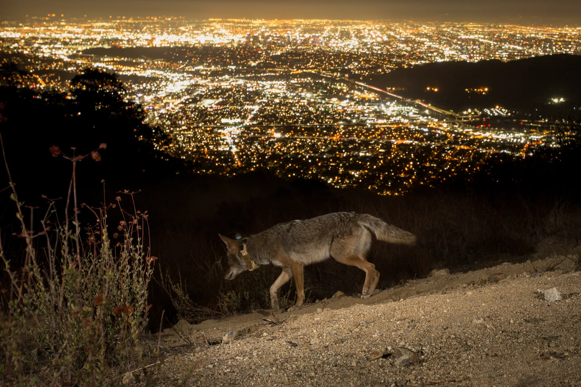 A collared coyote overlooks the lights of Los Angeles at night