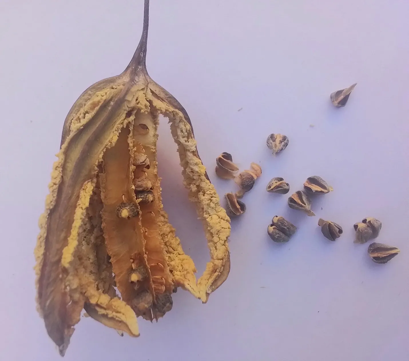 dried pipevine fruit and seeds