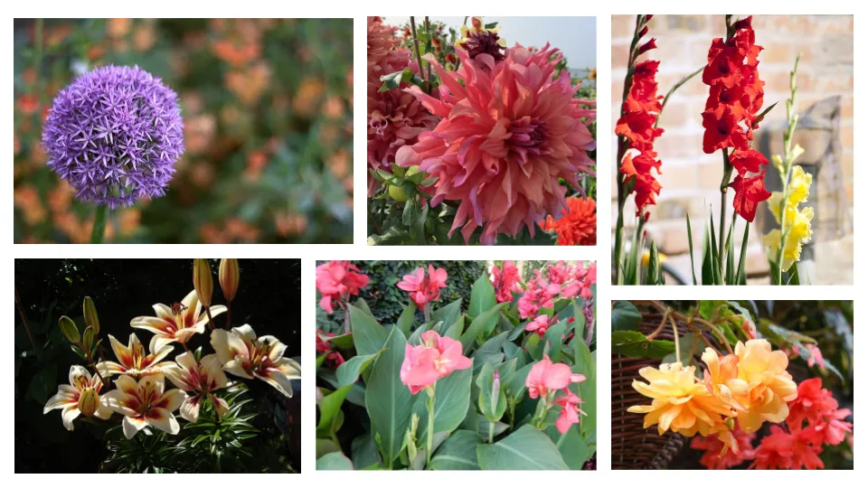 A colorful collage of different summer-blooming bulbs of different shapes, sizes, and colors