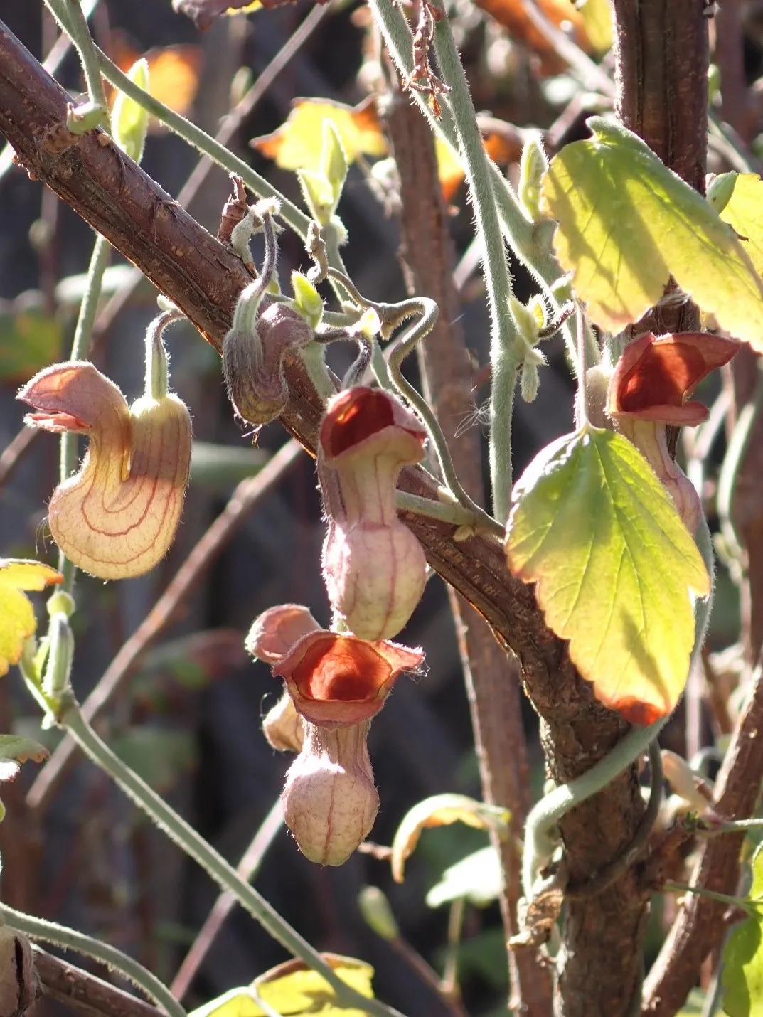 pipevine flowers resembling pipes droop off vines