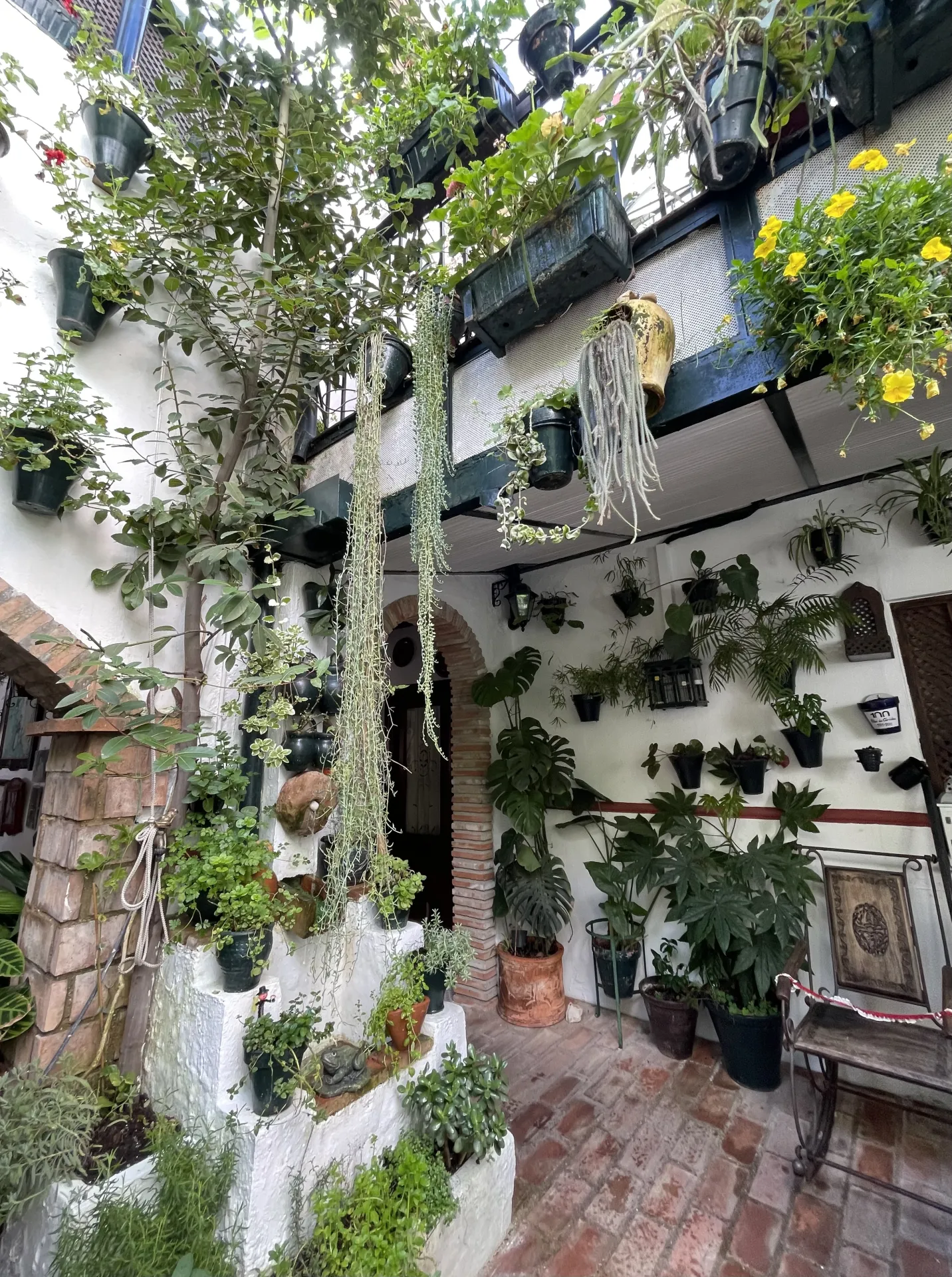succulent plants hanging from walls in a patio