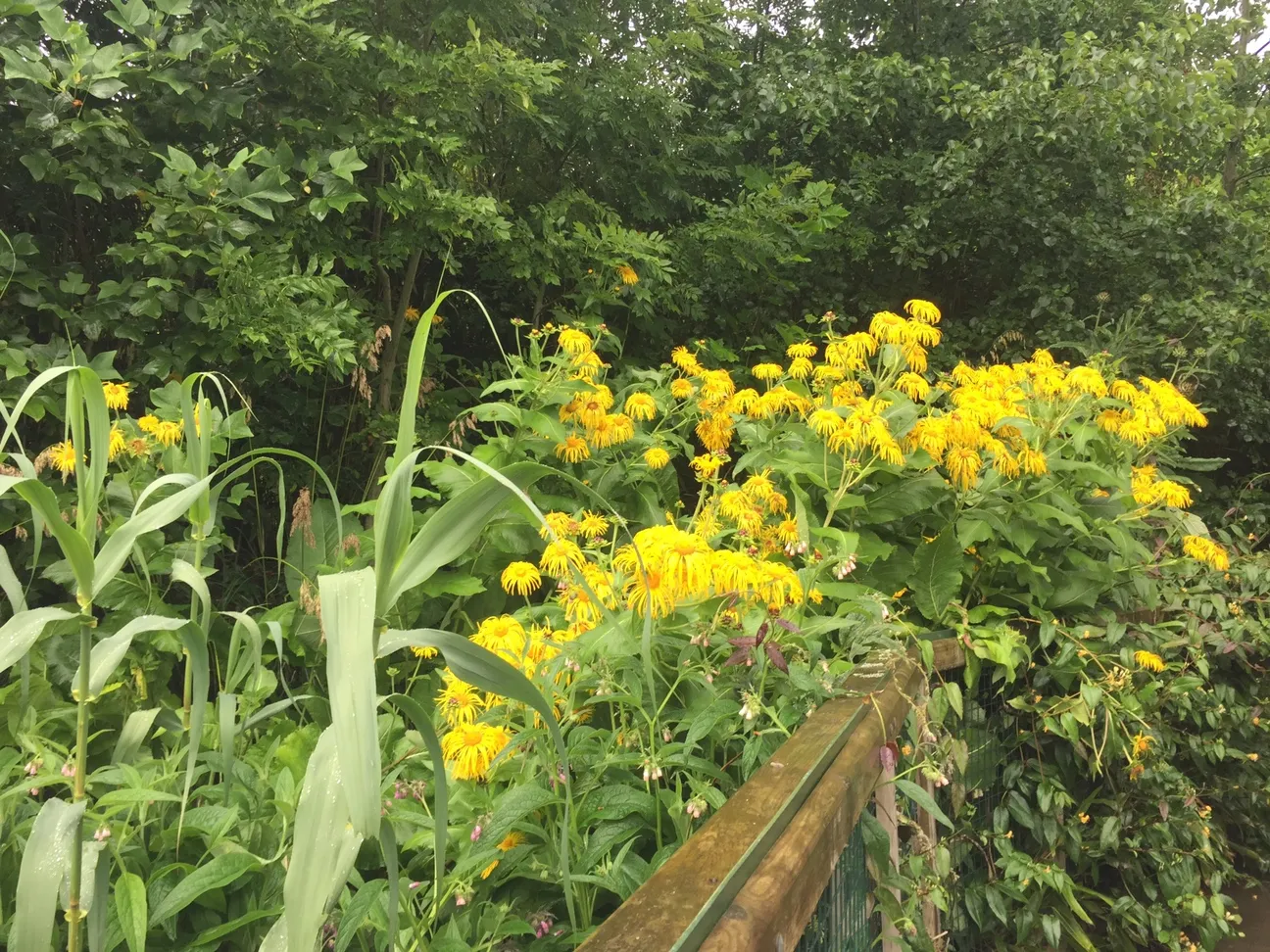 yellow flowers flow over the garden bed