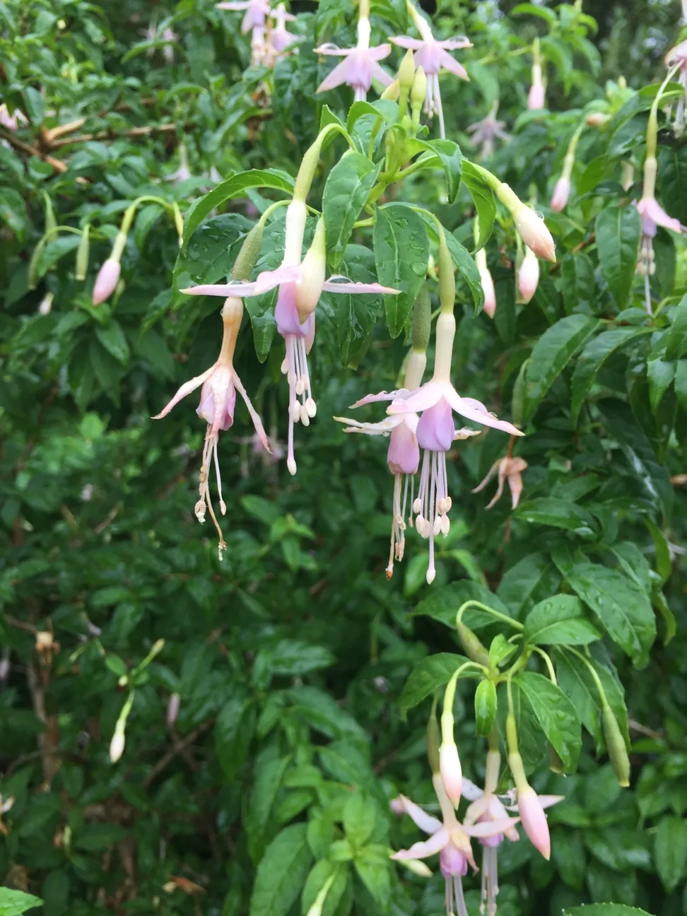 pink fuchsia flowers dangle down