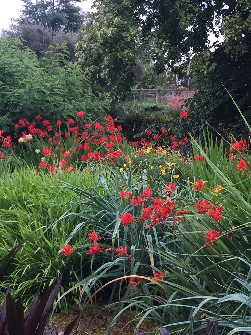 red crocosmia flowers against bright green foliage