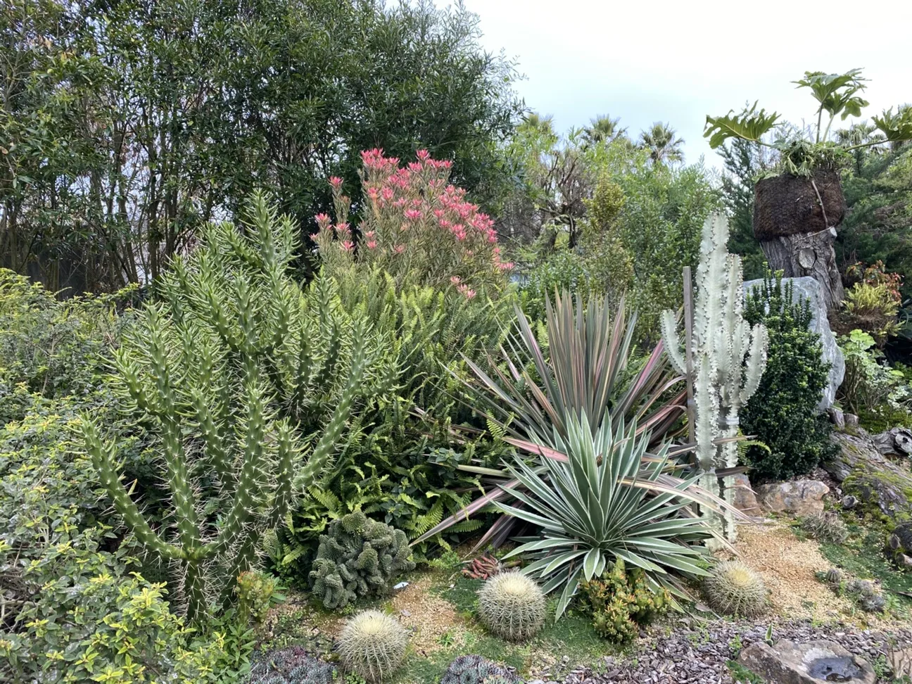 succulent plants and other shrubs