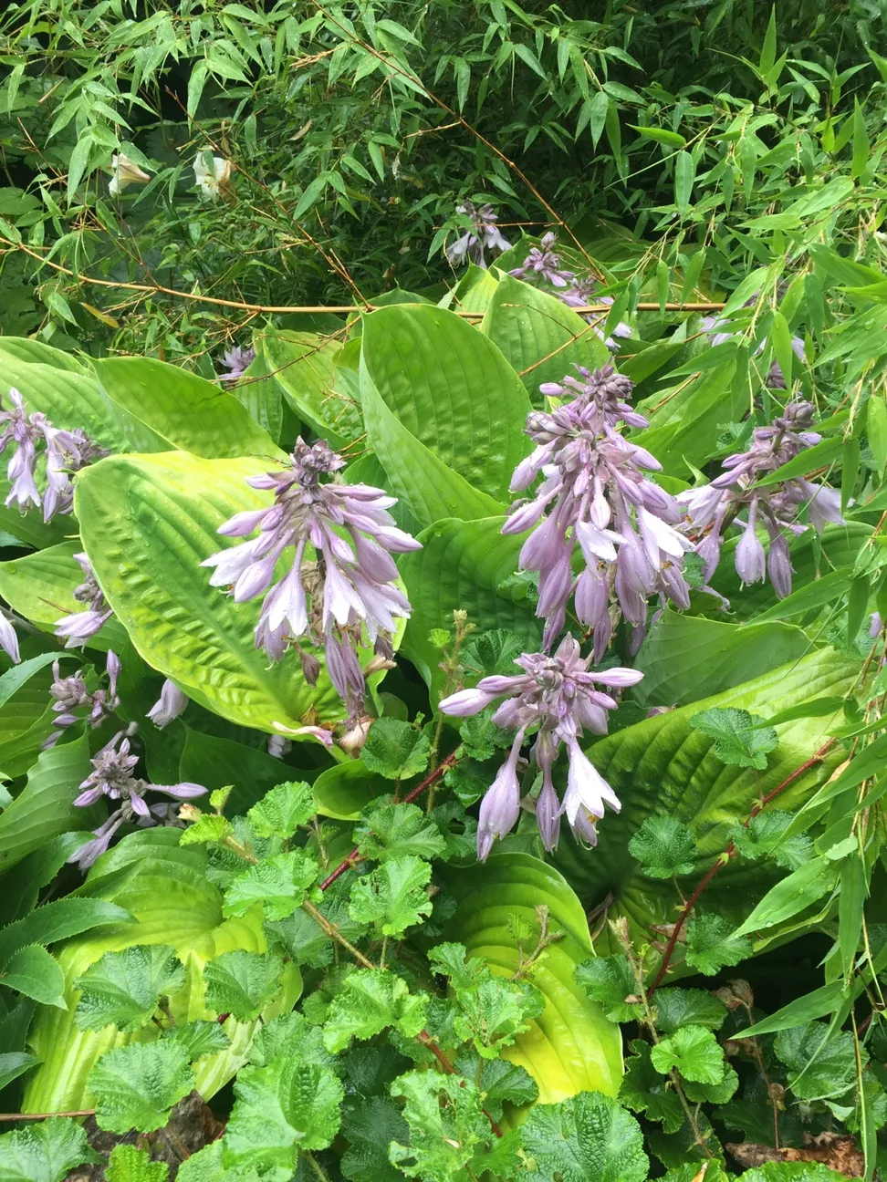 lavender colored hosta flowers atop their green foliage