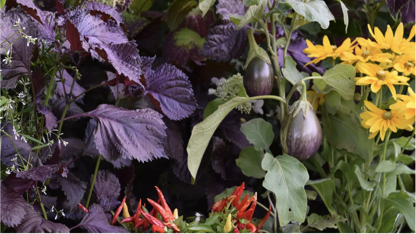 Eggplants and flowers growing together